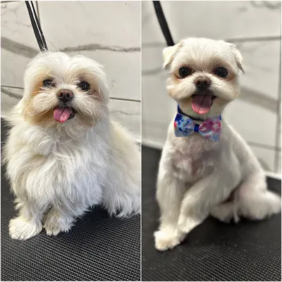 Czyste Łapki Salon Pielęgnacji Zwierząt